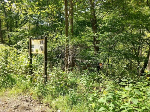 A wooded area with dense greenery and a sign partially visible among the trees.