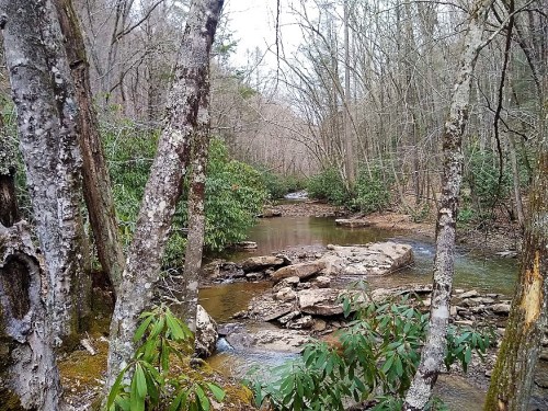 A serene forest scene featuring a winding stream surrounded by trees and rocky banks.