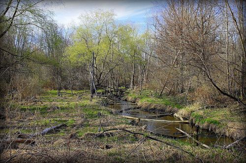 A serene forest scene with a winding stream, bare trees, and fresh green foliage in early spring.