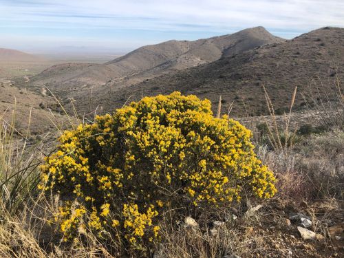A vibrant yellow flowering bush in a mountainous landscape with rolling hills and a clear sky in the background.