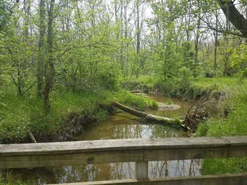 A serene creek flows through a lush green forest, with trees and grass surrounding the water.