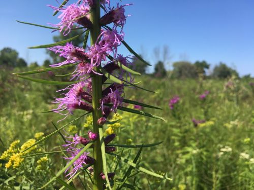 A close-up of a purple flower spike against a blurred green field and blue sky background.