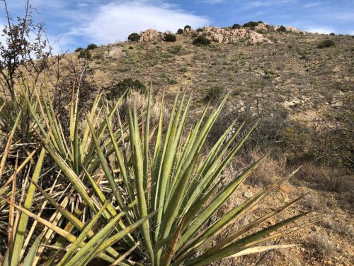 A spiky green plant in the foreground with a rocky hillside and blue sky in the background.