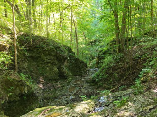A serene forest scene with lush green trees and a rocky creek bed surrounded by steep, moss-covered banks.