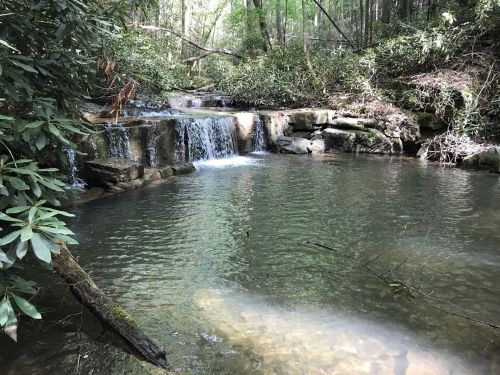A serene forest scene featuring a small waterfall cascading into a calm, clear pool surrounded by lush greenery.