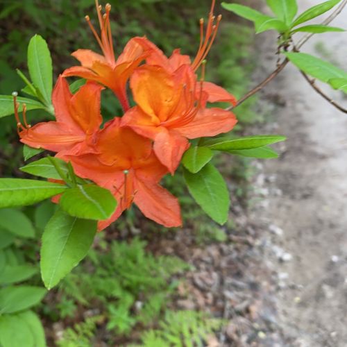 A cluster of vibrant orange azalea flowers surrounded by green leaves, with a blurred background of foliage.