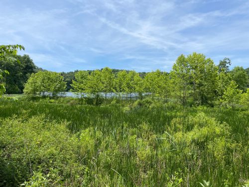 Lush green landscape with trees lining a calm lake under a bright blue sky and scattered clouds.