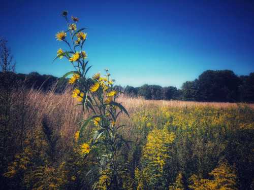 A tall flower with yellow blooms stands in a vibrant field of wildflowers under a clear blue sky.