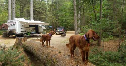 Two golden retrievers stand on a fallen log in a forest campsite, with a camper and truck in the background.