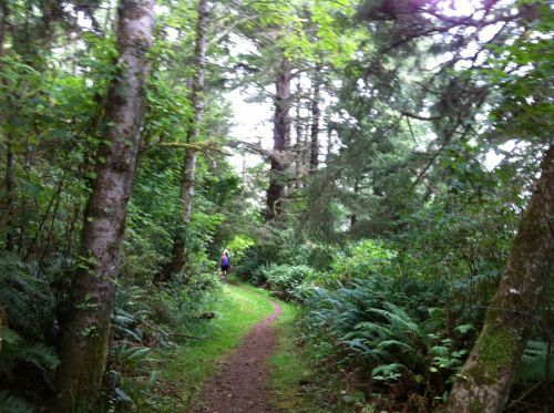 A winding trail through a lush green forest, with tall trees and ferns lining the path. A hiker is visible in the distance.