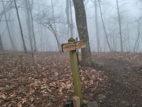 A wooden signpost for Freeman Trail in a foggy forest with bare trees and fallen leaves on the ground.
