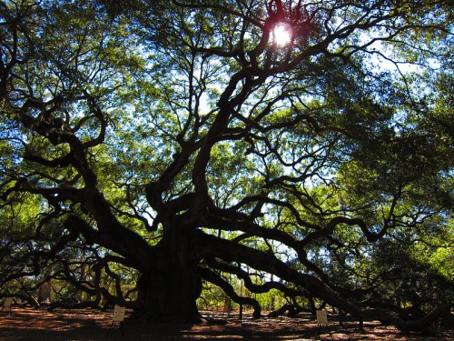 A large, sprawling tree with wide branches and lush green leaves, illuminated by sunlight filtering through the foliage.