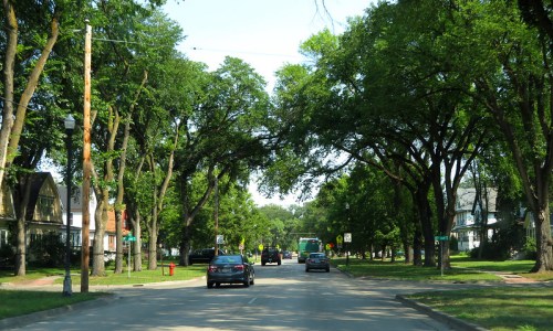 A tree-lined street with cars driving, featuring green foliage and residential homes on either side.