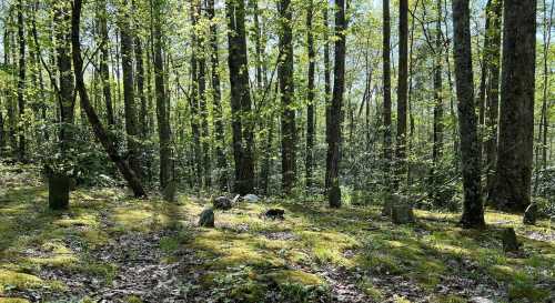 A serene forest scene with tall trees, green moss covering the ground, and scattered stones among the foliage.