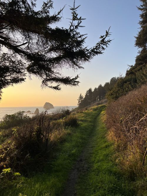 A scenic coastal path lined with grass and bushes, leading to the ocean at sunset, framed by trees.