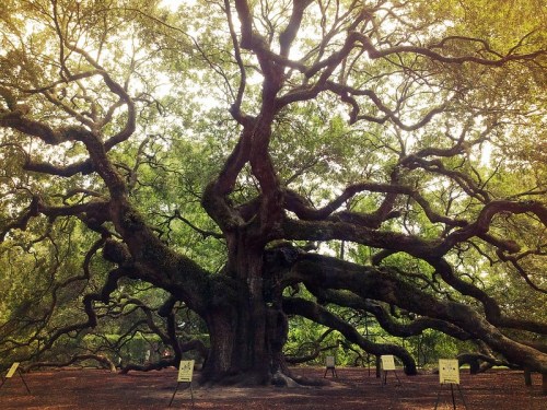 A large, sprawling tree with thick branches and lush green leaves, surrounded by signs in a serene outdoor setting.