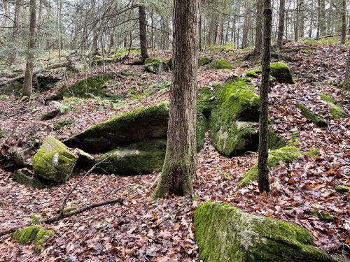A forest scene with moss-covered rocks, trees, and fallen leaves on the ground, creating a serene natural setting.