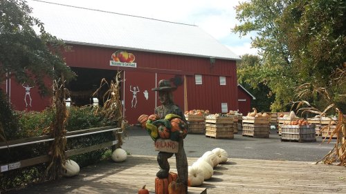 A wooden scarecrow holds pumpkins in front of a red barn, surrounded by baskets of pumpkins and gourds.