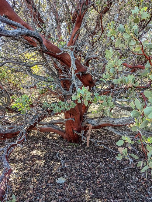 A close-up of a twisted tree trunk with reddish bark and green leaves, surrounded by dry ground and scattered foliage.