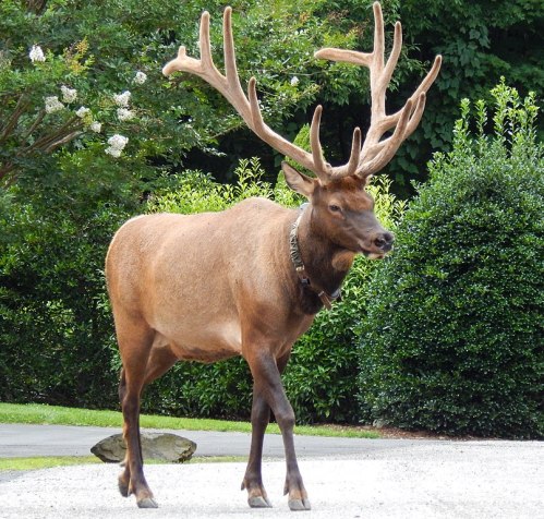 A large elk with impressive antlers stands on a gravel path surrounded by greenery.