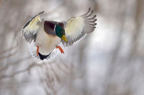 A mallard duck in mid-flight, wings spread wide, descending against a blurred winter background.