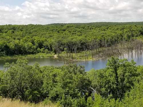 Lush green landscape with a calm river, featuring trees and stumps along the water's edge under a cloudy sky.