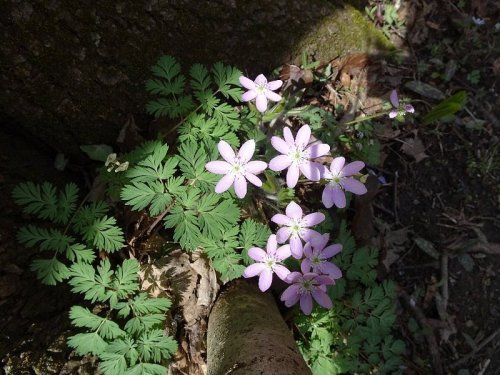 A cluster of delicate pink flowers surrounded by green leaves, growing near a tree trunk in a natural setting.
