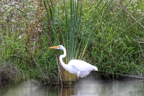 A great egret stands in shallow water, surrounded by tall green grasses and plants.