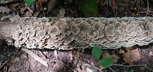A log covered in intricate, layered mushrooms, surrounded by green leaves and forest floor debris.