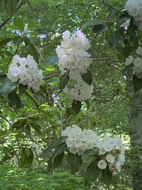 Clusters of white flowers bloom among lush green leaves in a forest setting.