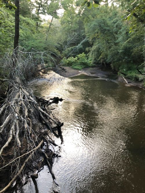A serene river flows through a lush green forest, with exposed tree roots along the bank and gentle ripples on the water.