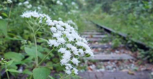 A cluster of white flowers grows beside an overgrown railway track surrounded by greenery.