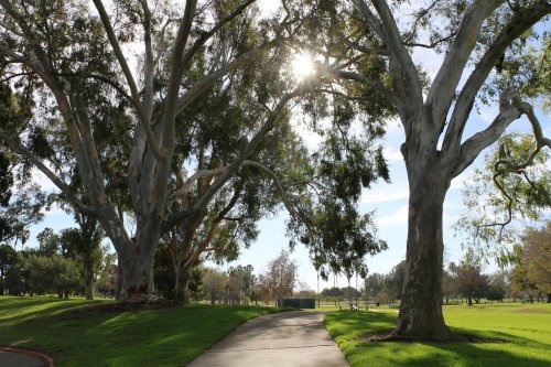 Sunlight filters through large trees lining a peaceful park pathway, with green grass and a clear blue sky.