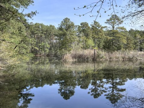 A serene pond surrounded by lush green trees, reflecting the landscape in calm water under a clear blue sky.