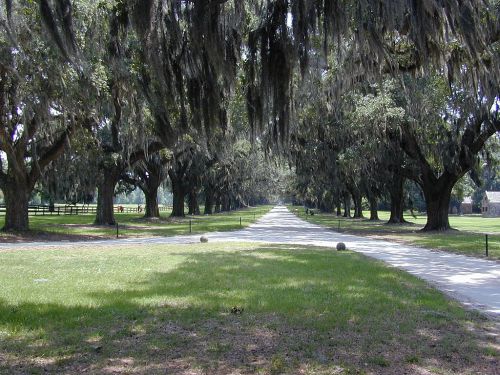 A tree-lined path with Spanish moss hanging from large oak trees, leading to a distant horizon.