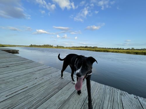 A black dog with a white chest walks along a wooden dock by a calm river under a blue sky with fluffy clouds.