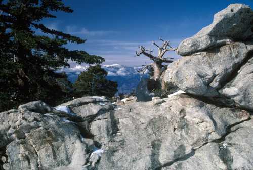 Rocky landscape with snow patches, a gnarled tree, and distant mountains under a clear blue sky.