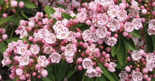A close-up of pink and white flowers with green leaves, showcasing clusters of delicate blooms.