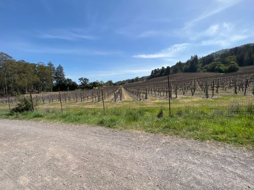 A scenic vineyard with rows of grapevines under a clear blue sky, surrounded by trees and a gravel path.
