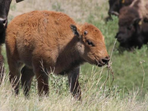A young bison calf grazes on grass in a grassy field, with other bison blurred in the background.