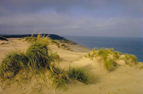 A sandy dune landscape with tufts of grass, overlooking a calm ocean under a cloudy sky.