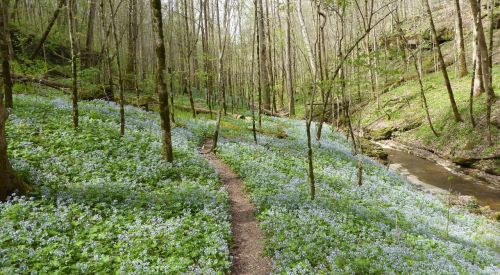 A serene forest path lined with vibrant blue flowers, leading alongside a gentle stream.