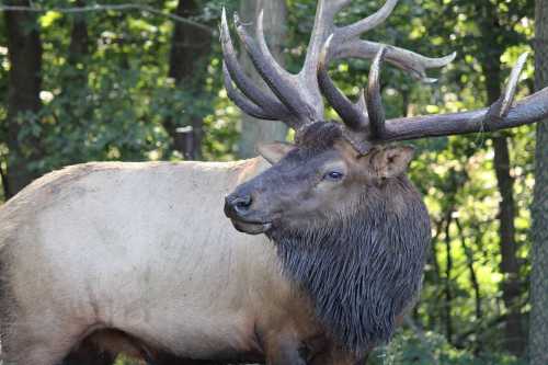 A large elk with impressive antlers stands in a forested area, surrounded by greenery.