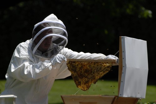 A beekeeper in protective gear inspects a honeycomb frame filled with bees and honey.