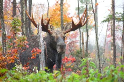 A moose stands among colorful autumn foliage in a misty forest.