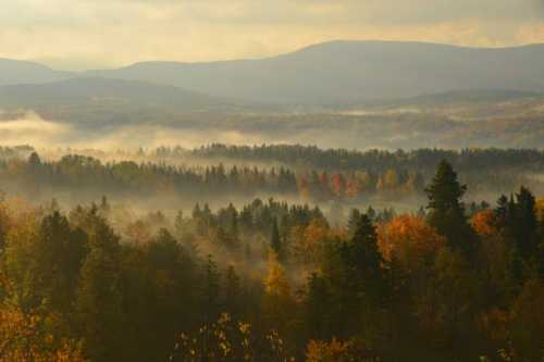 A misty forest landscape with rolling hills and autumn foliage under a cloudy sky.