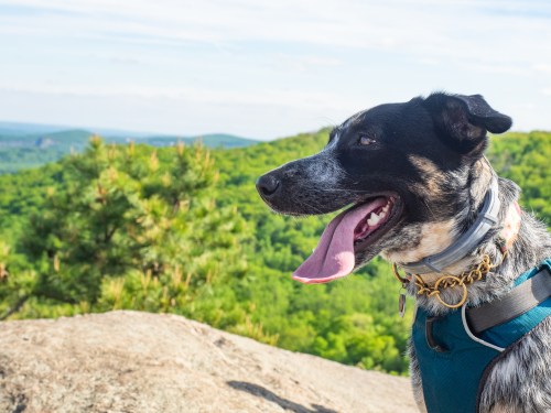 A dog with a black and gray coat sits on a rock, overlooking a lush green landscape under a clear blue sky.