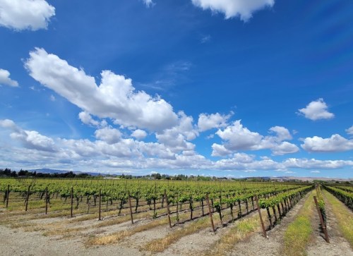 A scenic vineyard under a blue sky with fluffy clouds, featuring rows of grapevines stretching into the distance.