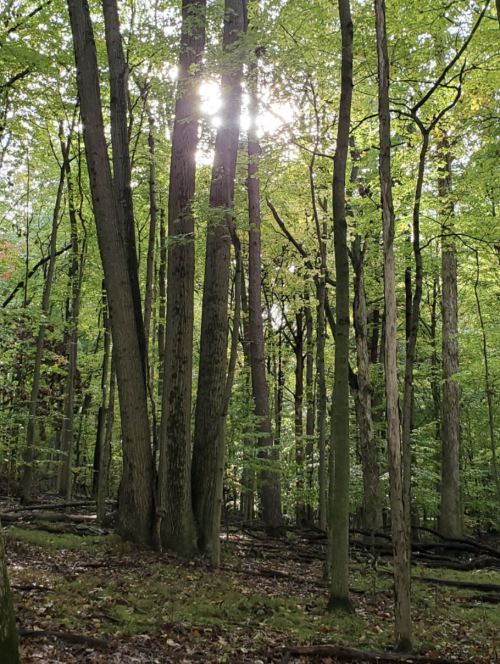 Sunlight filters through tall trees in a lush green forest, creating a serene and tranquil atmosphere.