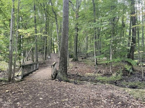 A serene forest scene featuring a wooden bridge over a small stream, surrounded by lush green trees and fallen leaves.